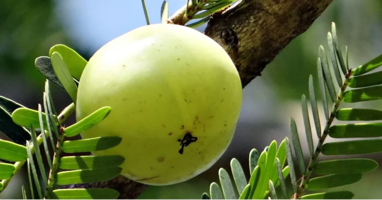 Benefits Of Amla in Hindi | आंवले के फायदें हिंदी में